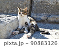 猫 90883126