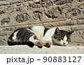 昼寝する猫 90883127