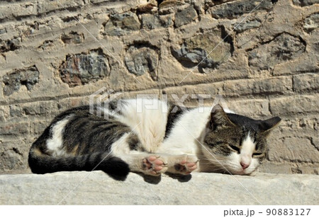 昼寝する猫 90883127