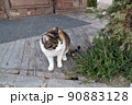 三毛猫 90883128