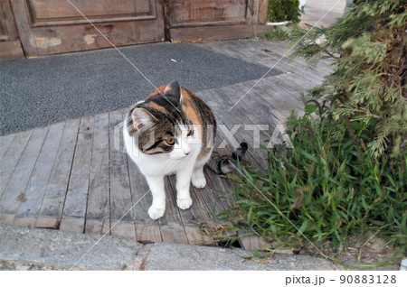 三毛猫 三毛猫 90883128