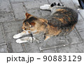 海外の猫 90883129