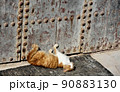 猫　寛ぐ 90883130