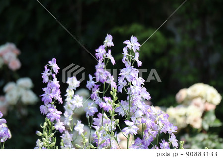 紫と白い花びらのデルフィニウムの花が咲く風景 90883133