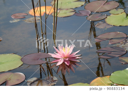 色々な色の葉とピンクの花びらの睡蓮の花が咲く池の風景 色々な色の葉とピンクの花びらの睡蓮の花が咲く池の風景 90883134