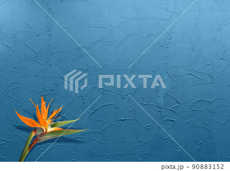 コテ塗りで仕上げたチョークブルーの壁と、トロピカルな極楽鳥花 90883152