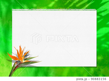 美しい夏の花ストレリチアとヤシの葉の影、トロピカルグリーンの背景フレーム 90883156