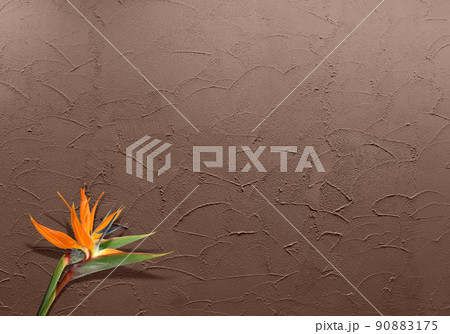 コテ塗りカフェブラウンの壁と、トロピカルなストレリチア 90883175