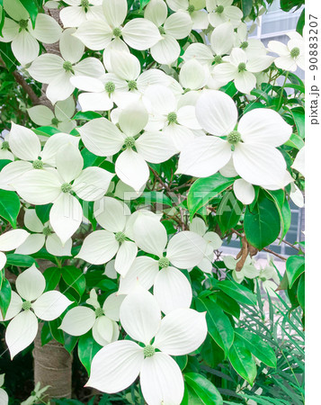 東京御茶ノ水・都心のビル街に咲くヤマボウシの花 東京御茶ノ水・都心のビル街に咲くヤマボウシの花 90883207