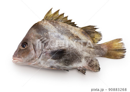 ヒゲソリダイ ヒゲソリダイ 90883268