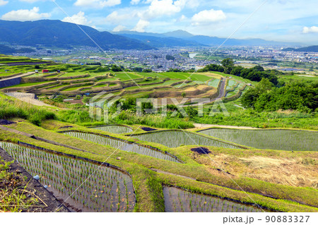 姨捨棚田(長尾根) 姨捨棚田(長尾根) 90883327