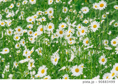 Beautiful white daisy flowers on the meadow. Beautiful white daisy flowers on the meadow. 90883499