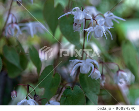 薬用植物シロバナイカリソウ 90884540