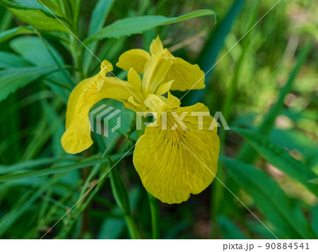 帰化植物 黄菖蒲開花 帰化植物 黄菖蒲開花 90884541