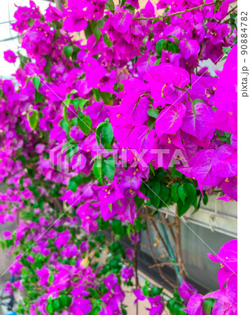 ガーデニング ブーゲンビリアの花 ガーデニング ブーゲンビリアの花 90884782