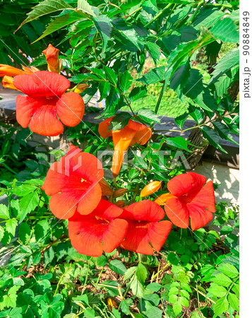 ガーデニング　ノウゼンカズラの花 90884849