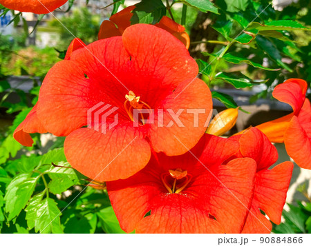 ガーデニング　ノウゼンカズラの花 90884866