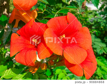 ガーデニング　ノウゼンカズラの花 90884868