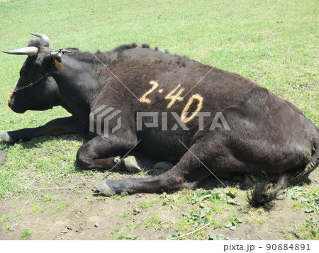 阿蘇市の阿蘇山に広がる雄大な草原の牧場で放牧されている所有者の名前が書かれた黒毛牛 90884891