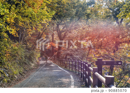 山梨県　紅葉の御嶽昇仙峡 90885070