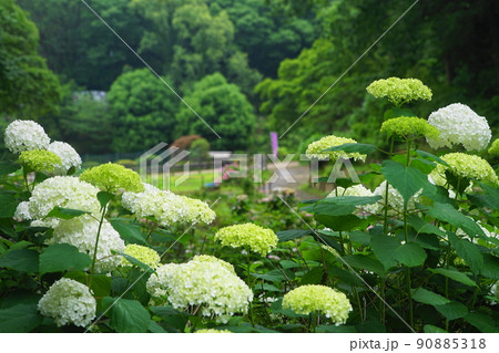 6月　町田404アナベル･アジサイ科･薬師池公園 90885318