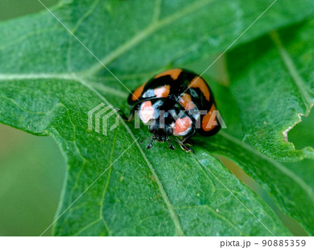 赤と黒模様の大型テントウ虫 赤と黒模様の大型テントウ虫 90885359