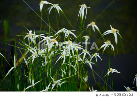 シラサギカヤツリ 90885552