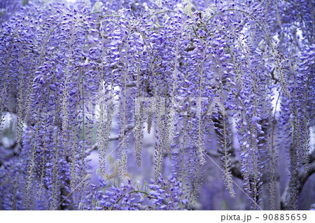幽玄な雰囲気の藤の花 90885659