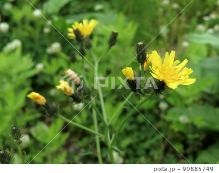 コウゾリナ コウゾリナ 90885749