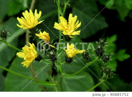 コウゾリナ コウゾリナ 90885752