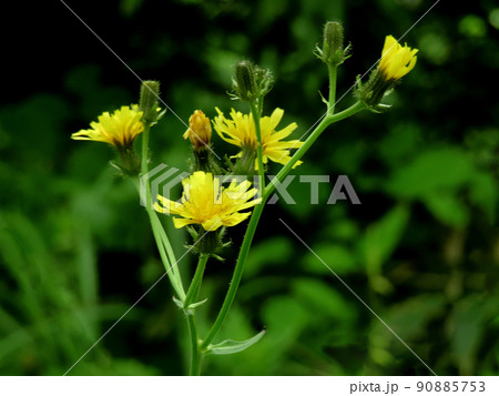 コウゾリナ コウゾリナ 90885753