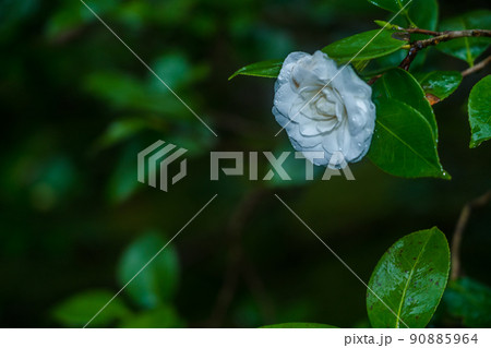 京都市左京区の霊鑑寺の椿を撮影したもの 90885964