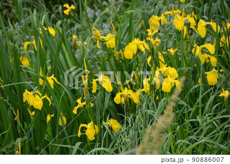 黒目川　東久留米市　水栓2 90886007