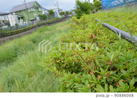 黒目川　東久留米市　春1 90886008