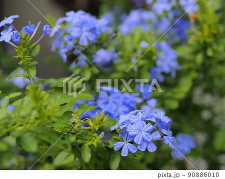 ルリマツリの花 90886010