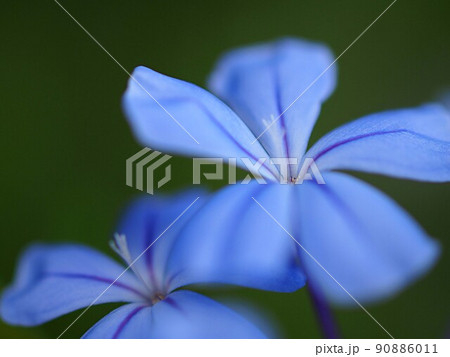 ルリマツリの花のアップ 90886011