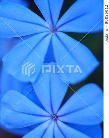 ルリマツリの花のアップ 90886012