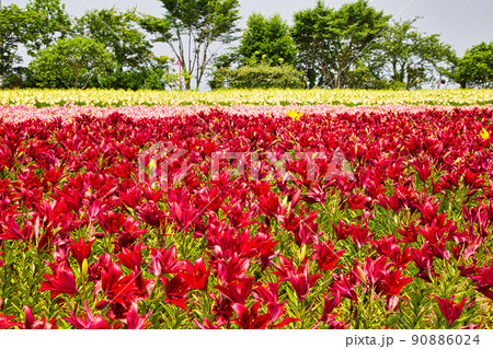 ゆりの里公園 90886024