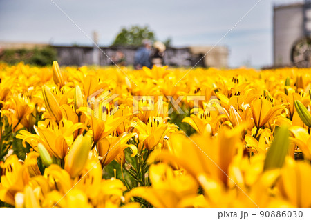 ゆりの里公園 ゆりの里公園 90886030