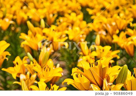 ゆりの里公園 ゆりの里公園 90886049