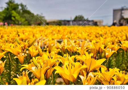ゆりの里公園 ゆりの里公園 90886050
