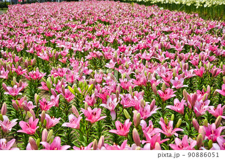 ゆりの里公園 ゆりの里公園 90886051