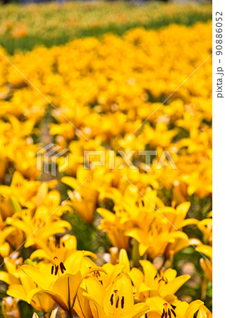 ゆりの里公園 ゆりの里公園 90886052