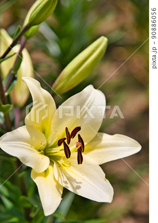 ゆりの里公園 90886056