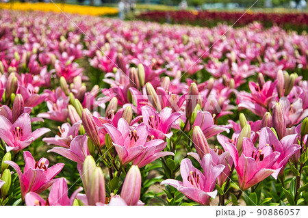 ゆりの里公園 90886057