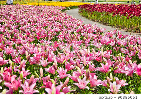 ゆりの里公園 ゆりの里公園 90886061