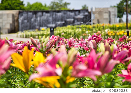 ゆりの里公園 ゆりの里公園 90886088