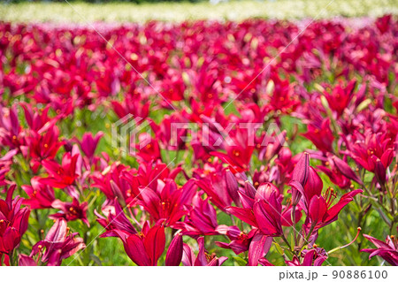 ゆりの里公園 ゆりの里公園 90886100