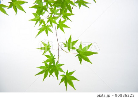 夏のカエデの葉 アップ 90886225