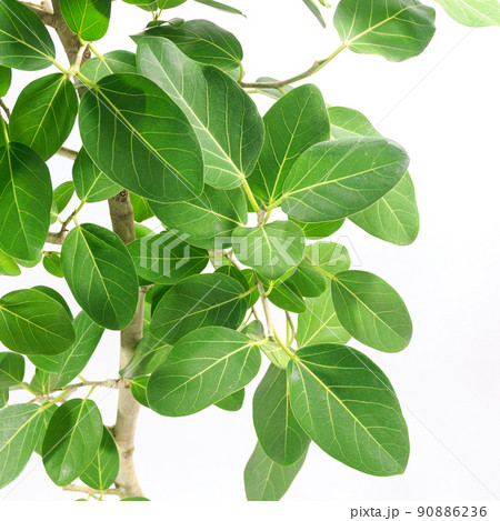 観葉植物、望みを叶える木と言われるフィカス・ベンガレンシスの葉【白背景】 90886236